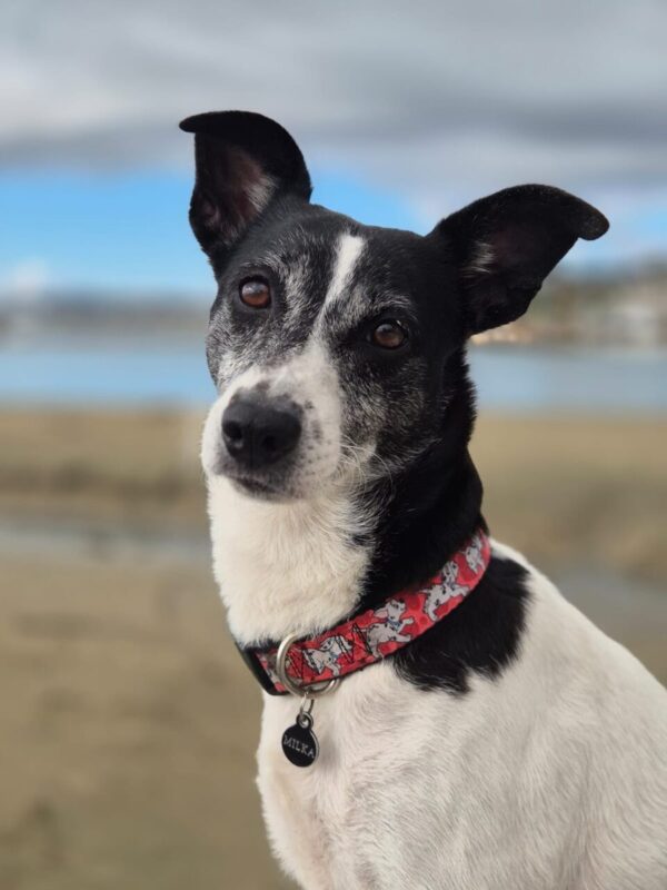 Carica e Vota - Febbraio 2026