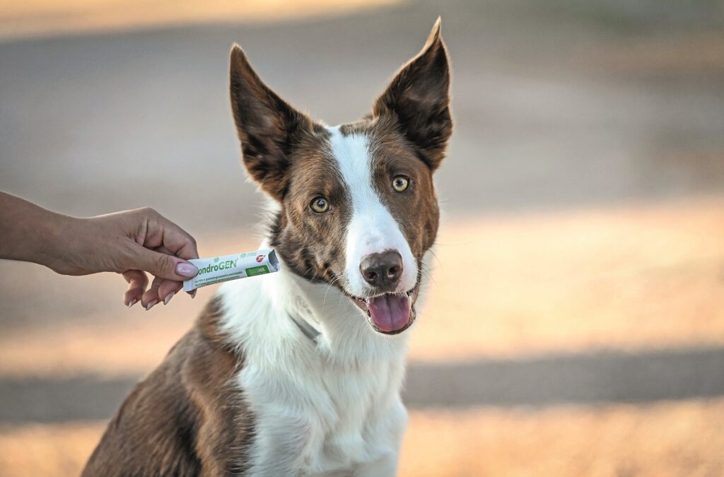 Articolazioni sane del cane: le novità per supportare la performance