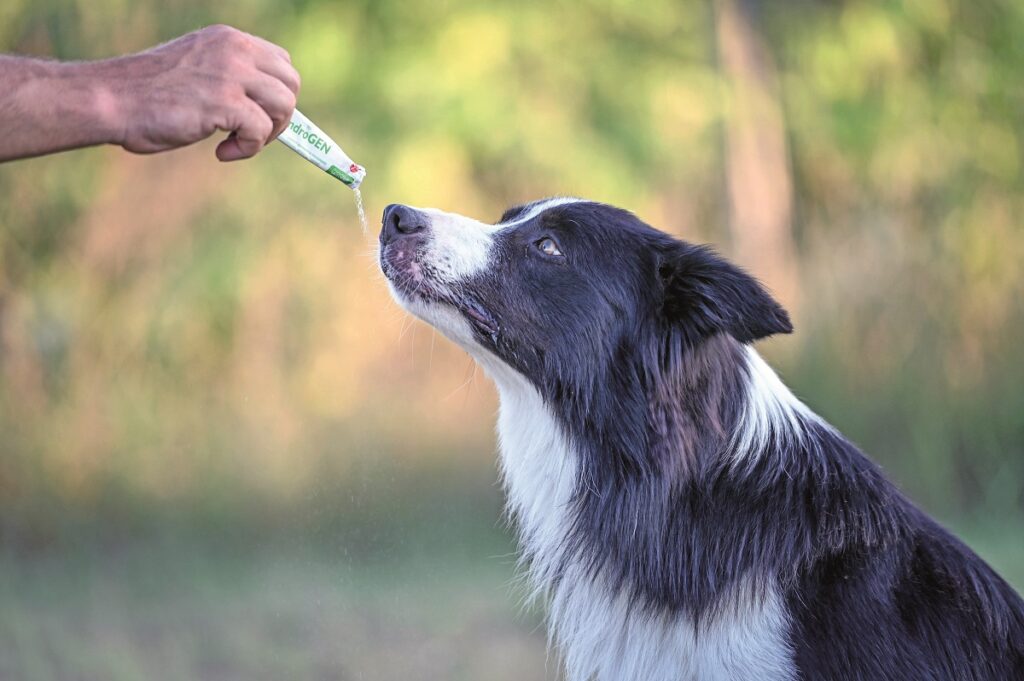 Articolazioni sane del cane: le novità per supportare la performance