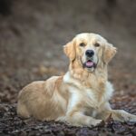 Golden Retriever disteso per terra