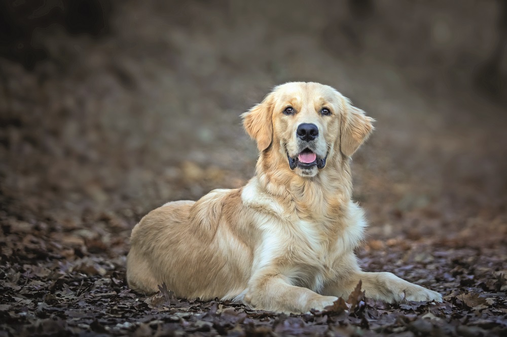 Golden Retriever disteso per terra