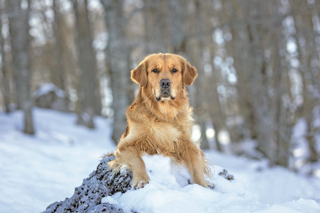 Golden Retriever
