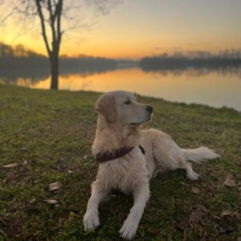 Carica e Vota - Febbraio 2026