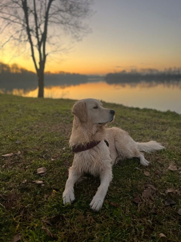 Carica e Vota - Febbraio 2026