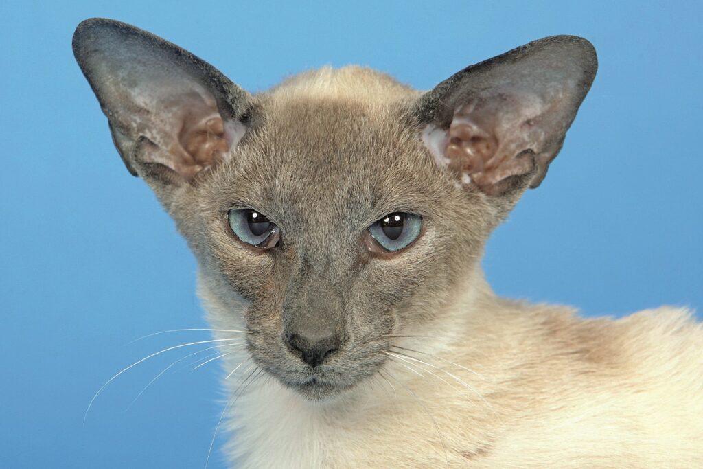 Siamese