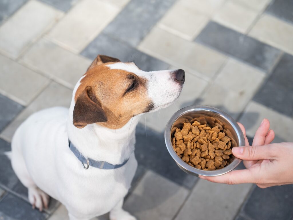 Intolleranze alimentari nel cane: come riconoscerle e affrontarle