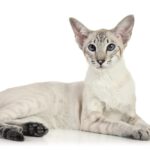 Un Siamese disteso per terra