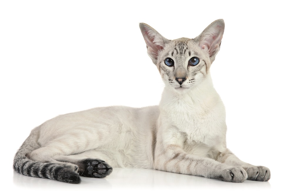 Un Siamese disteso per terra