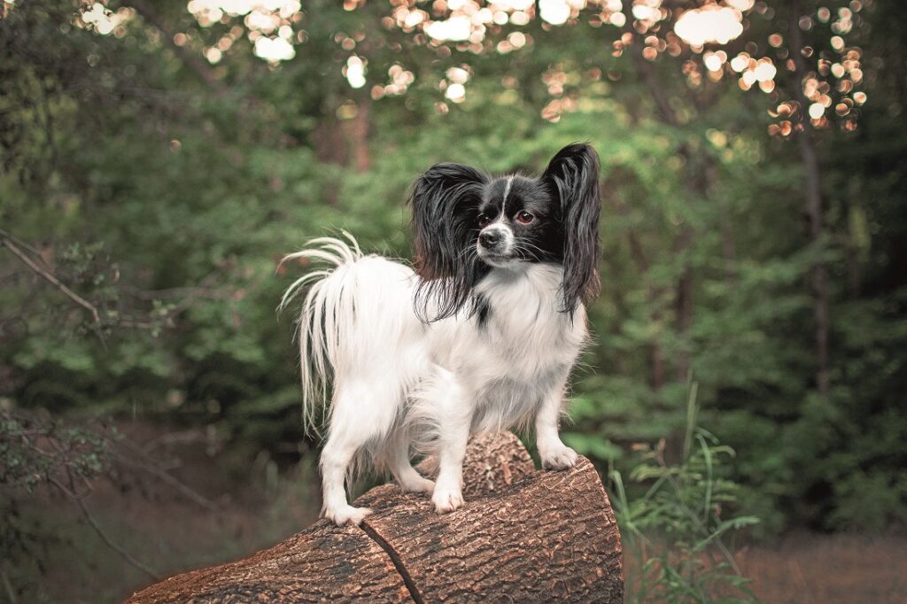 Un Papillon in mezzo al verde di un parco