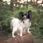 Un Papillon in mezzo al verde di un parco