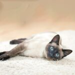 Un Thai bianco e marrone disteso