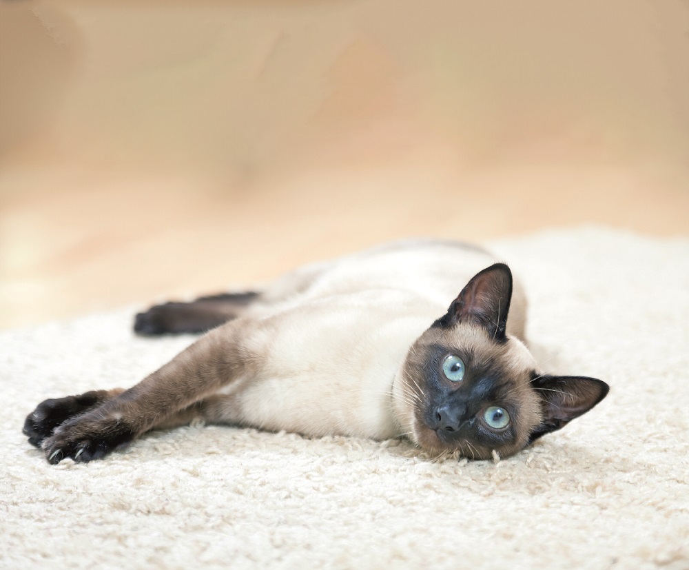 Un Thai bianco e marrone disteso