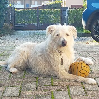 Carica e Vota - Febbraio 2026