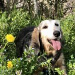 Carica e Vota - Febbraio 2026