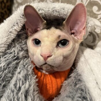 Carica e Vota - Febbraio 2026