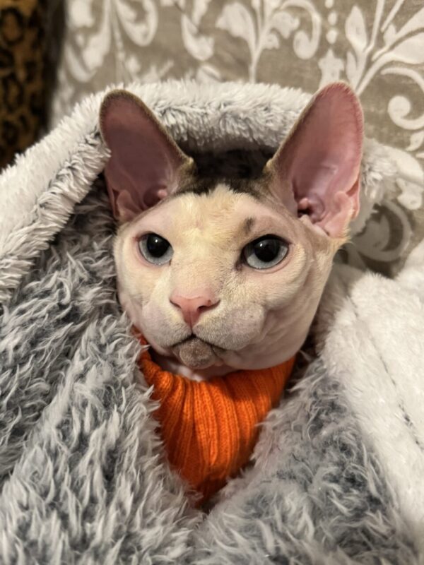 Carica e Vota - Febbraio 2026