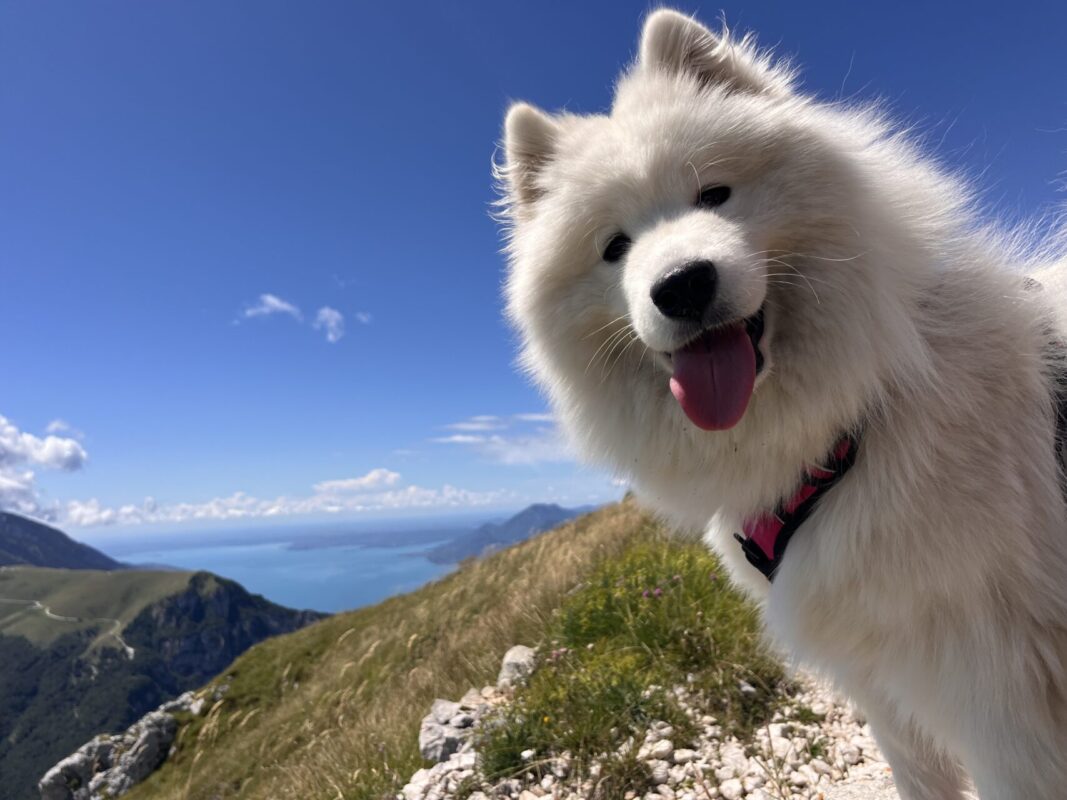 Carica e Vota - Febbraio 2026