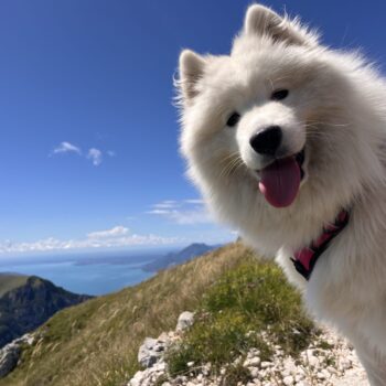 Carica e Vota - Febbraio 2026