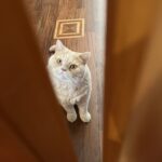 Carica e Vota - Febbraio 2026