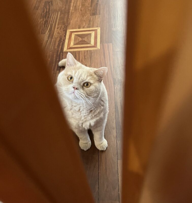 Carica e Vota - Febbraio 2026