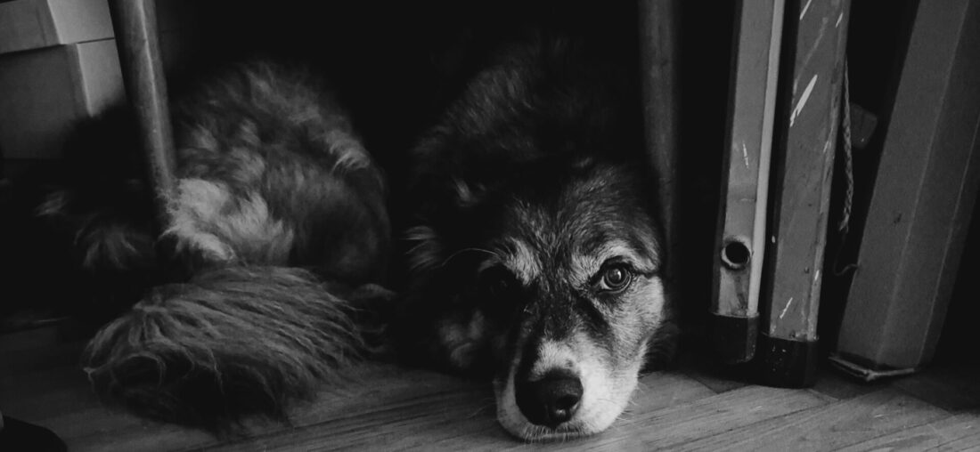 Carica e Vota - Febbraio 2026