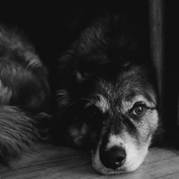 Carica e Vota - Febbraio 2026