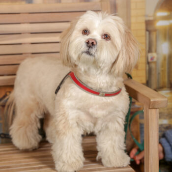 Concorso Fotografico - QuattroZampe in Fiera - Torino - Novembre 2025