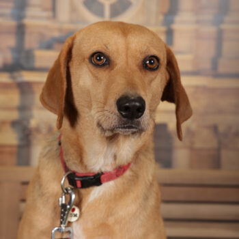 Concorso Fotografico - QuattroZampe in Fiera - Torino - Novembre 2025