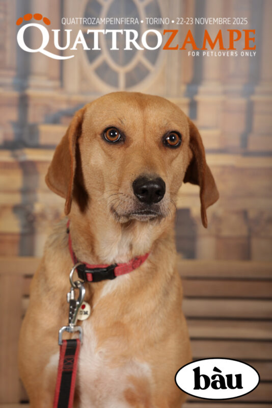 Concorso Fotografico - QuattroZampe in Fiera - Torino - Novembre 2025
