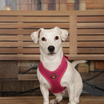 Concorso Fotografico - QuattroZampe in Fiera - Torino - Novembre 2025