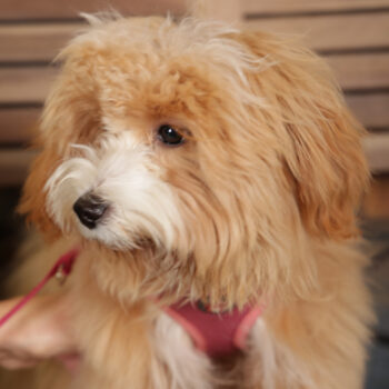 Concorso Fotografico - QuattroZampe in Fiera - Torino - Novembre 2025