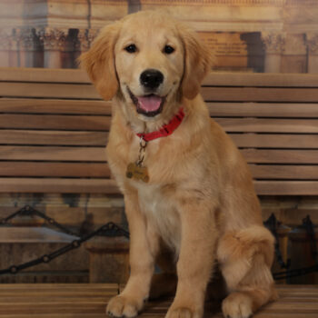 Concorso Fotografico - QuattroZampe in Fiera - Torino - Novembre 2025