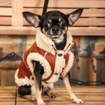 Concorso Fotografico - QuattroZampe in Fiera - Torino - Novembre 2025