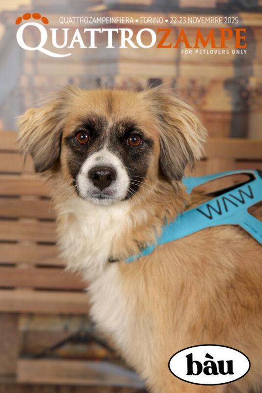 Concorso Fotografico - QuattroZampe in Fiera - Torino - Novembre 2025