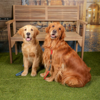 Concorso Fotografico - QuattroZampe in Fiera - Torino - Novembre 2025