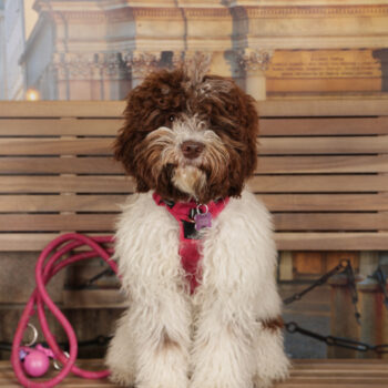 Concorso Fotografico - QuattroZampe in Fiera - Torino - Novembre 2025