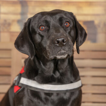 Concorso Fotografico - QuattroZampe in Fiera - Torino - Novembre 2025