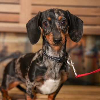 Concorso Fotografico - QuattroZampe in Fiera - Torino - Novembre 2025