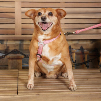 Concorso Fotografico - QuattroZampe in Fiera - Torino - Novembre 2025