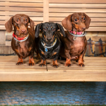 Concorso Fotografico - QuattroZampe in Fiera - Torino - Novembre 2025