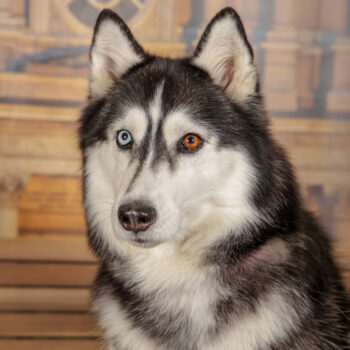 Concorso Fotografico - QuattroZampe in Fiera - Torino - Novembre 2025