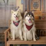 Concorso Fotografico - QuattroZampe in Fiera - Torino - Novembre 2025