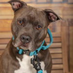 Concorso Fotografico - QuattroZampe in Fiera - Torino - Novembre 2025