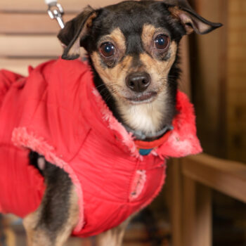 Concorso Fotografico - QuattroZampe in Fiera - Torino - Novembre 2025