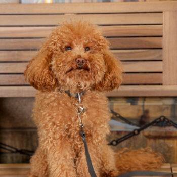 Concorso Fotografico - QuattroZampe in Fiera - Torino - Novembre 2025