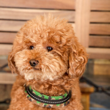 Concorso Fotografico - QuattroZampe in Fiera - Torino - Novembre 2025