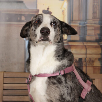 Concorso Fotografico - QuattroZampe in Fiera - Torino - Novembre 2025