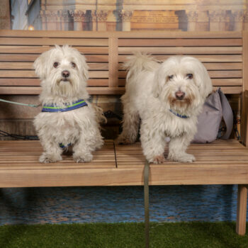 Concorso Fotografico - QuattroZampe in Fiera - Torino - Novembre 2025