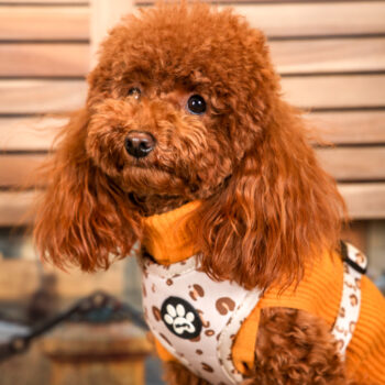 Concorso Fotografico - QuattroZampe in Fiera - Torino - Novembre 2025