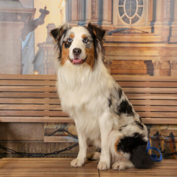 Concorso Fotografico - QuattroZampe in Fiera - Torino - Novembre 2025